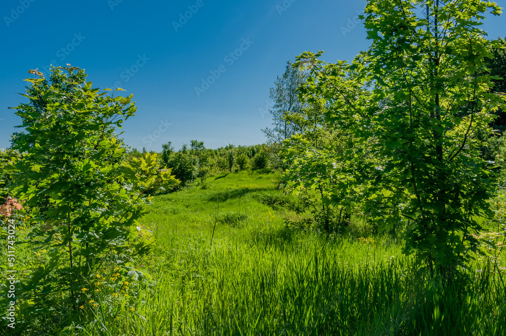 A forest in Samarskaya Luka National Park! A forest in Samarskaya Luka National Park!