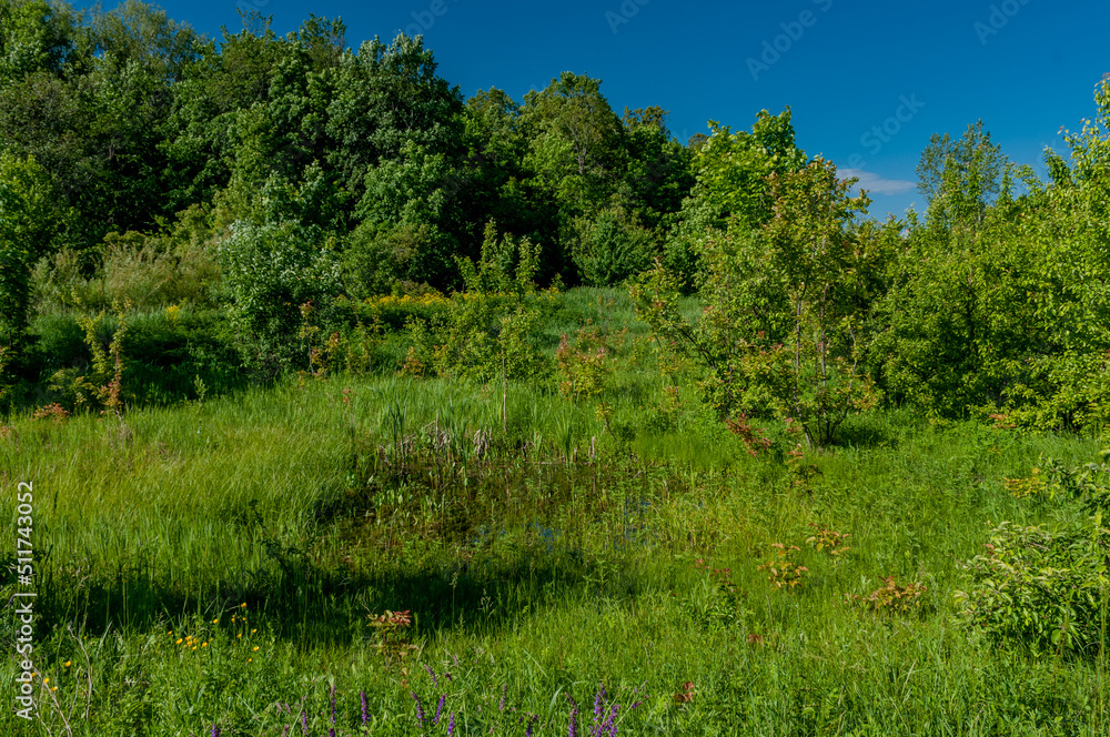 Fototapeta premium A forest in Samarskaya Luka National Park!