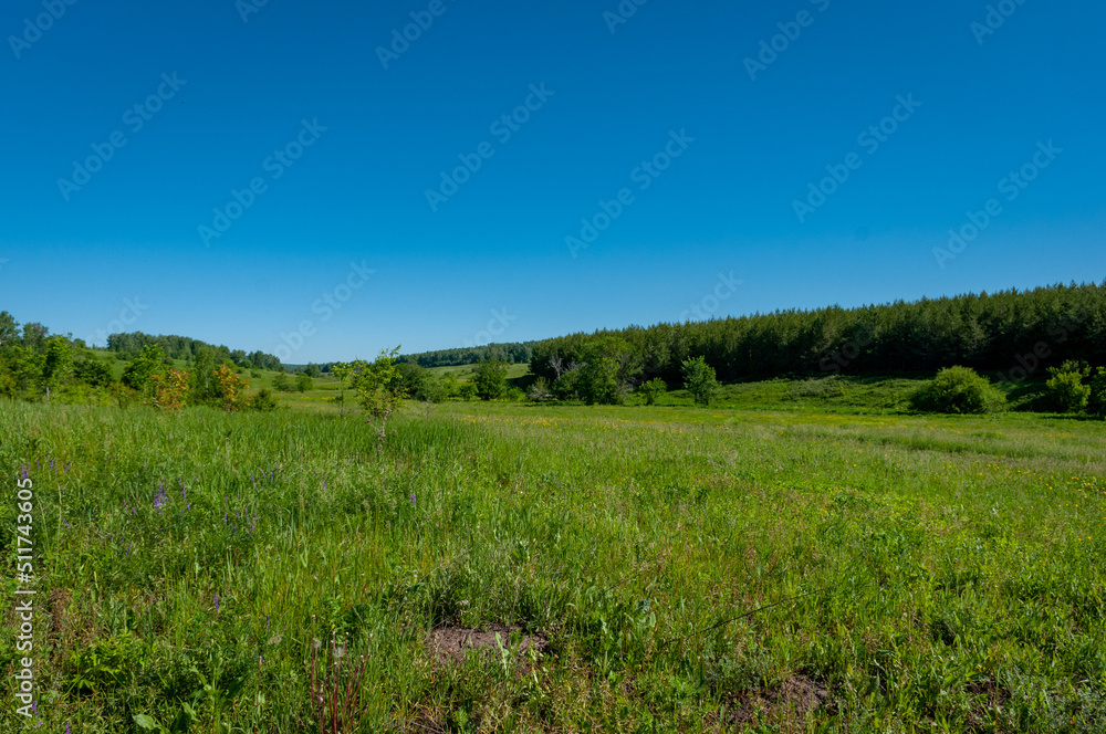 Pine forest in Samarskaya Luka National Park!