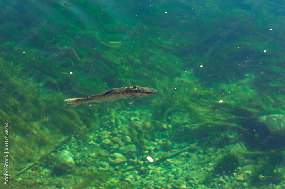 A trout in transparent and brightly colored waters with algae in the background. Arrayanes River, Los Alerces National Park.