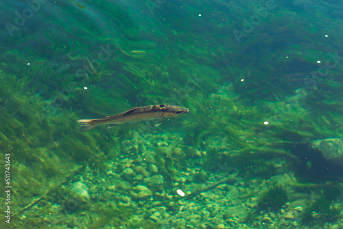 A trout in transparent and brightly colored waters with algae in the background. Arrayanes River, Los Alerces National Park.