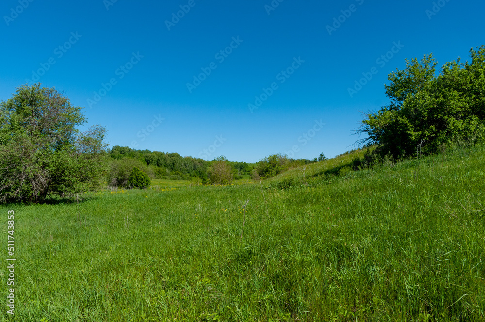 Pine forest in Samarskaya Luka National Park!