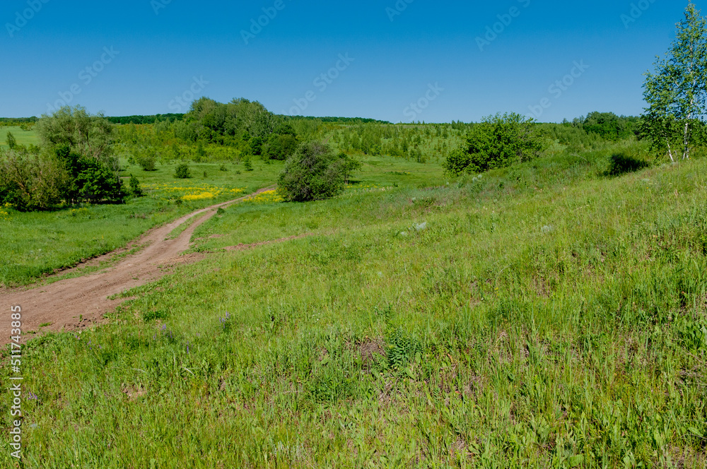 Fototapeta premium Pine forest in Samarskaya Luka National Park!