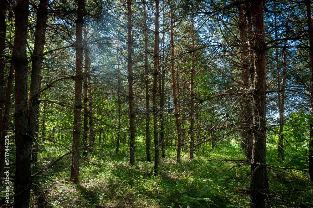 Fototapeta premium A pine forest in Samarskaya Luka National Park!