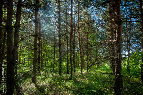 Fototapeta Naklejka Na Ścianę i Meble -  A pine forest in Samarskaya Luka National Park!