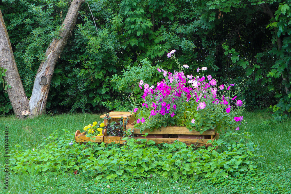 flowers in a wooden cart. garden decor. purple petunias on a flower bed  