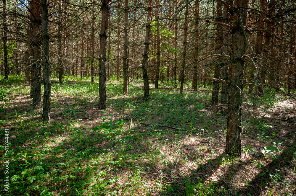Obraz premium A pine forest in Samarskaya Luka National Park!