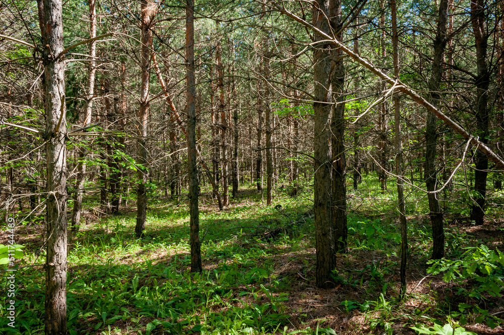 Fototapeta premium A pine forest in Samarskaya Luka National Park!