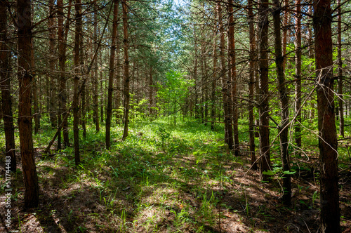 A pine forest in Samarskaya Luka National Park! © Viktor