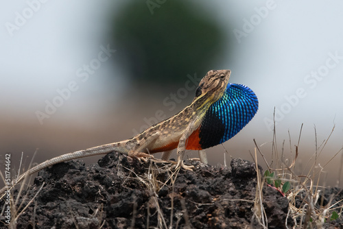 Valokuva Sarada superba, the superb large fan-throated lizard, is a species of agamid liz