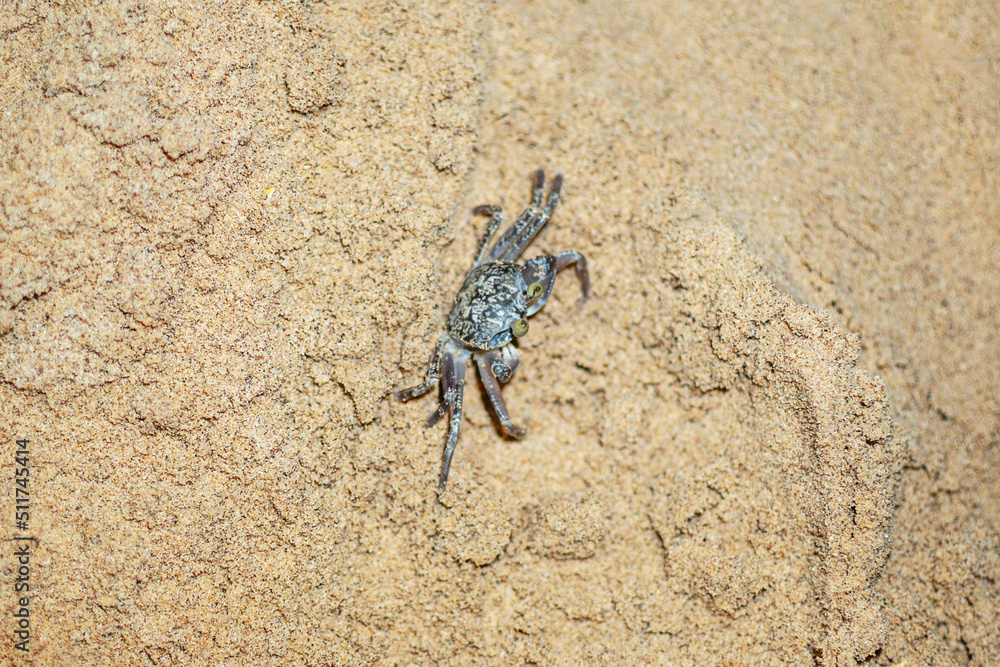 Small invisible crab crawls out of its hole in the evening on the beach of Egypt, Sharm ash Sheikh Small invisible crab crawls out of its hole in the evening on the beach of Egypt, Sharm ash Sheikh
