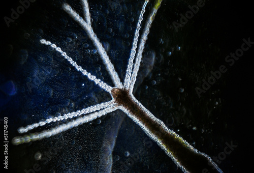 Hydra vulgaris on darkfield under a light microscope, freshwater hydra taken from the pond