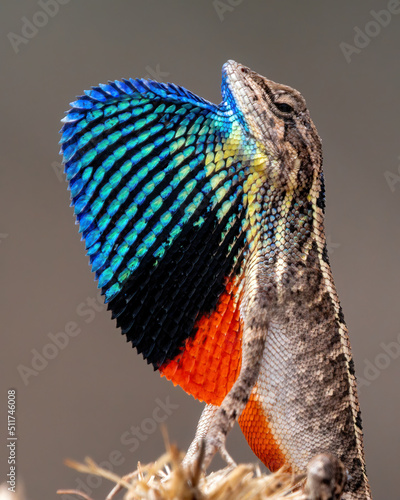Tablou pe pânză Sarada superba, the superb large fan-throated lizard, is a species of agamid liz