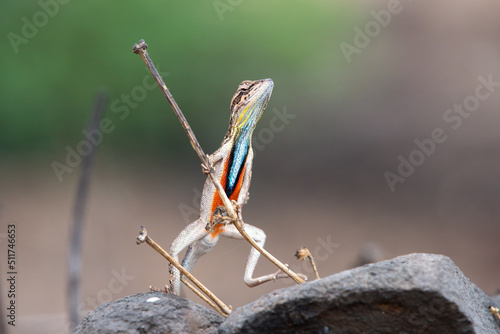 Photography Sarada superba, the superb large fan-throated lizard, is a species of agamid liz
