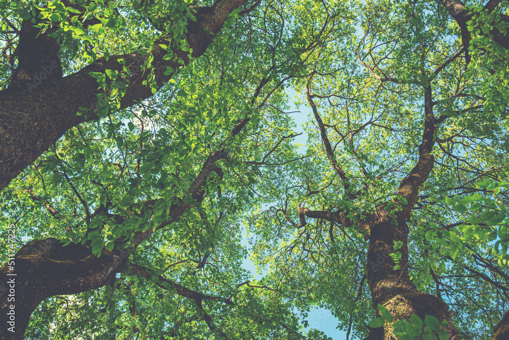 Fototapeta premium The blue sky through the green tree tops of tall big old trees in a forest. Panorama in a forest, magnificent from below view to the treetops with fresh green foliage.