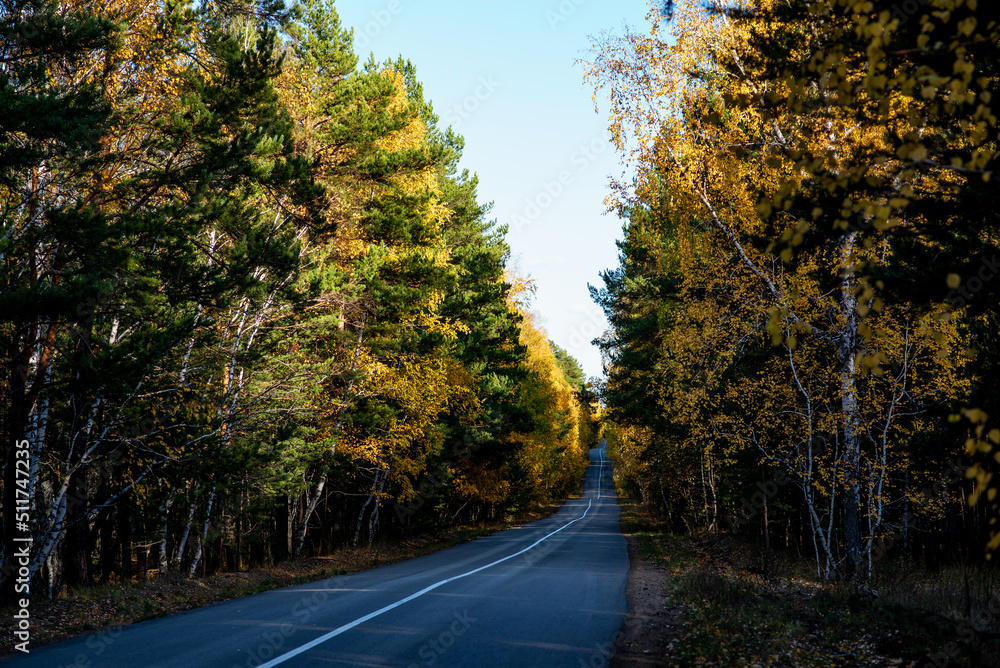 Autumn country road through colorful trees. Rustic, vintage, ambient. The road in the forest. An asphalt long country road with white lines in the center, stretching far beyond the horizon.