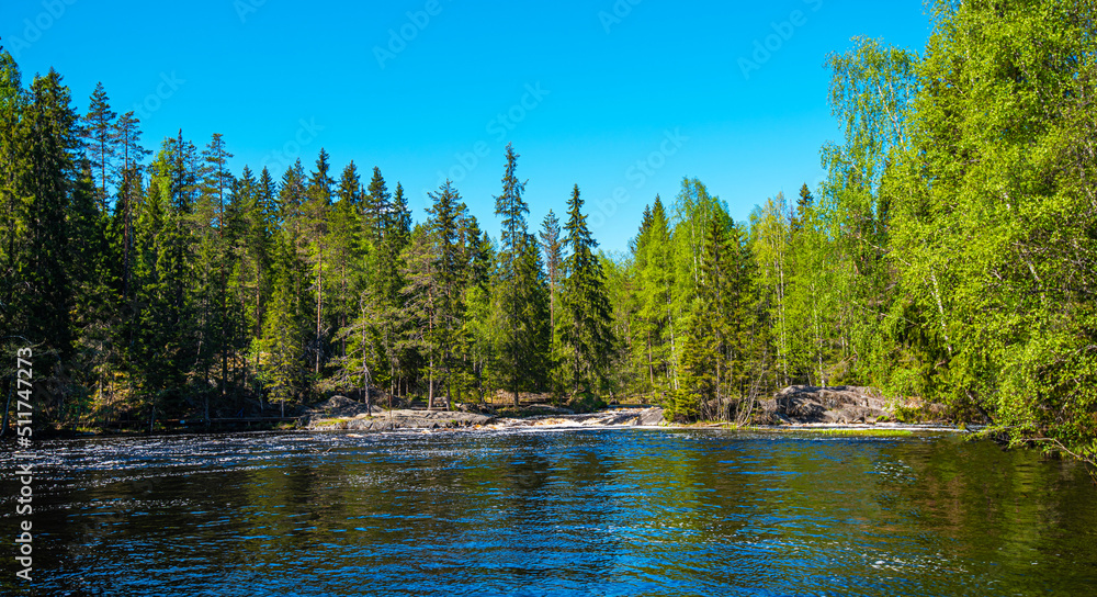 Northern nature in the wild. Pines on the shore of lake. Travel and discovery of beautiful places Northern nature in the wild. Pines on the shore of lake. Travel and discovery of beautiful places