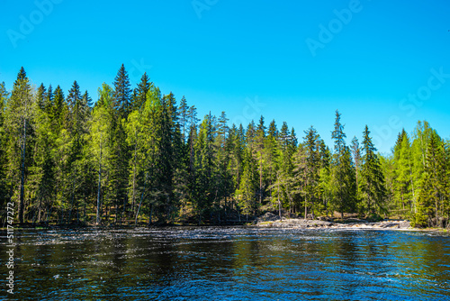 Northern nature in the wild. Pines on the shore of lake. Travel and discovery of beautiful places