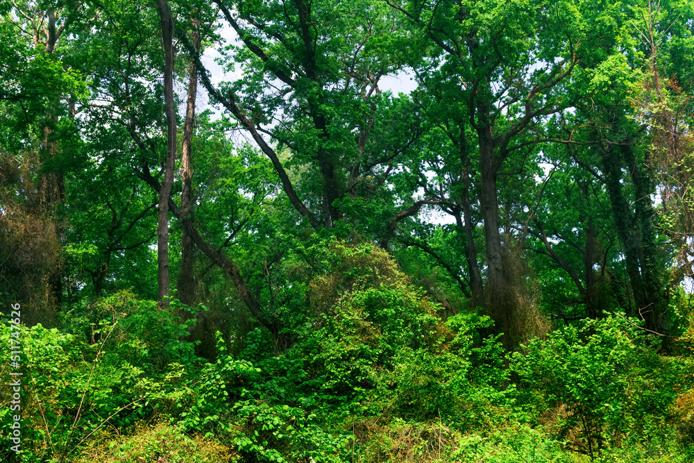 trees entwined with lianas and bindweeds in a subtropical broadleaf forest trees entwined with lianas and bindweeds in a subtropical broadleaf forest