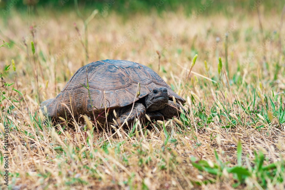 greek tortoise among dry grass outdoor greek tortoise among dry grass outdoor
