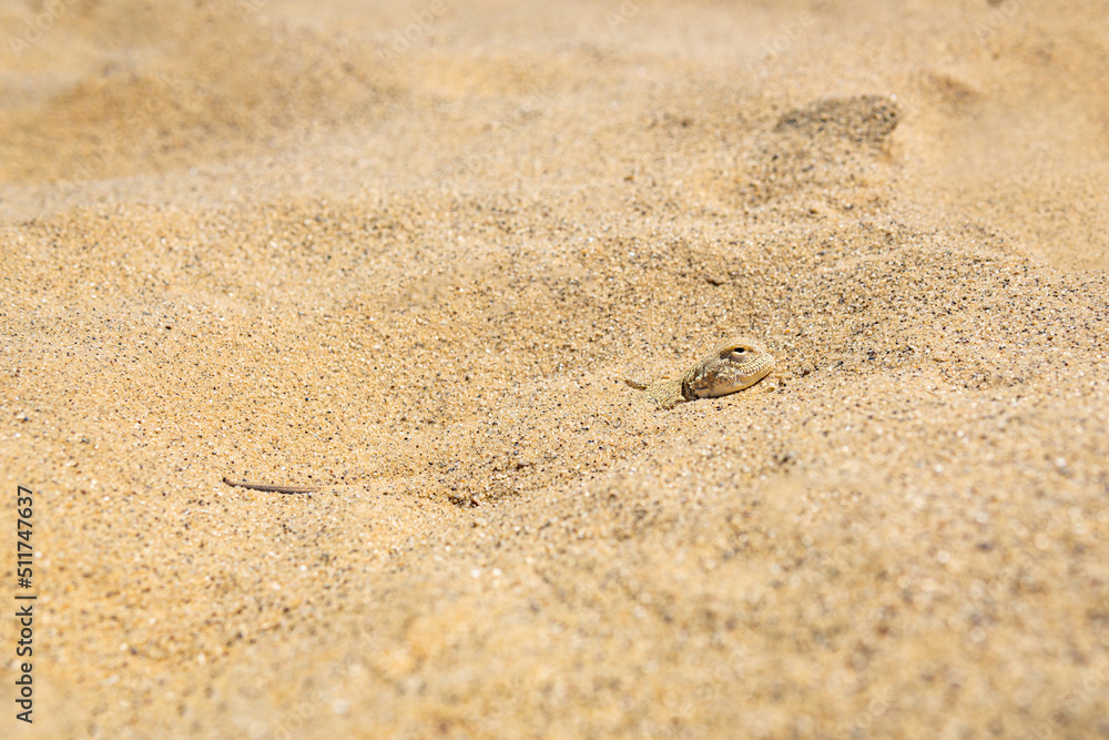 toadhead agama lizard quickly dug into the sand vibrating with its whole body toadhead agama lizard quickly dug into the sand vibrating with its whole body