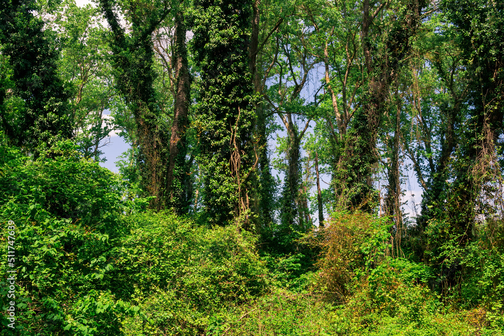 subtropical liana forest in the delta of the Samur River subtropical liana forest in the delta of the Samur River