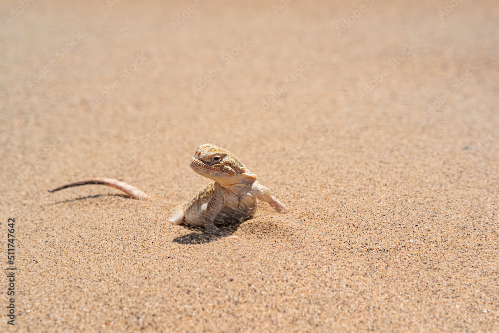 desert lizard toadhead agama half burrowing in the sand, close-up desert lizard toadhead agama half burrowing in the sand, close-up