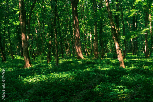 natural wooded landscape, temperate broadleaf forest photo