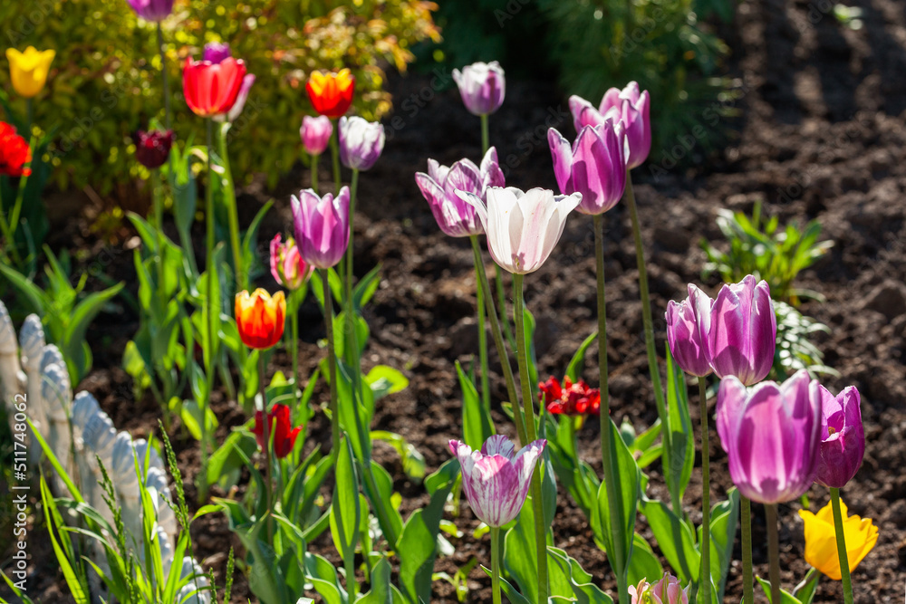 Fototapeta premium Bright colorful tulip flowers illuminated by sunlight. Soft selective focus, tulip close-up. Tulip photo background. A group of colorful tulips.