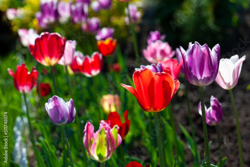 Bright colorful multi-colored yellow, white, red, purple, pink blooming tulips in spring on a flower bed in the garden. Spring floral background.