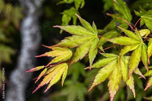Leaves of Japanese Maple (Acer palmatum)