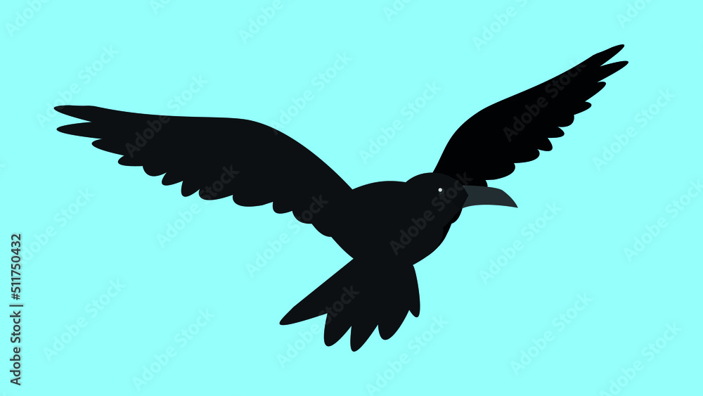Obraz premium The raven flies with its wings spread