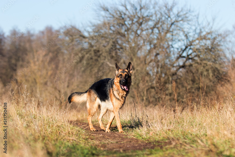 German Shepherd dog on the grass German Shepherd dog on the grass