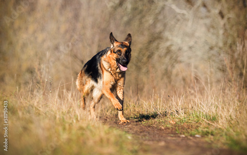 Fototapeta Naklejka Na Ścianę i Meble -  German shepherd dog running on the grass