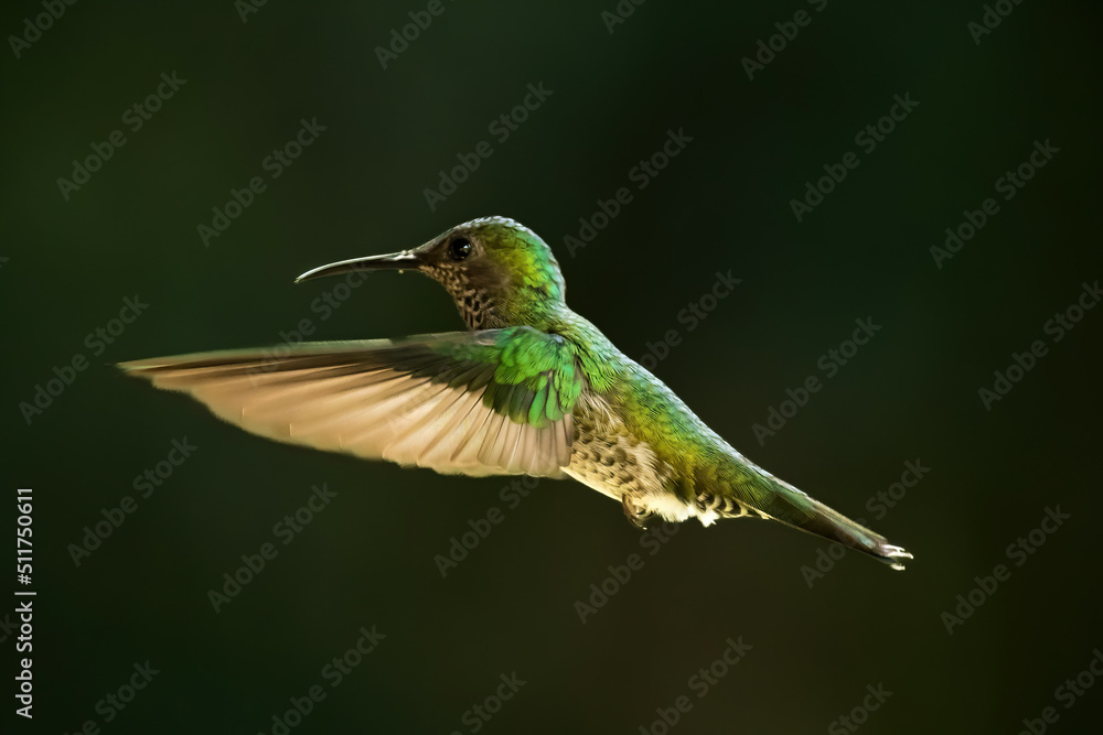 Fototapeta premium A female White-necked jacobin humming bird in a rainforest near La Suiza, Costa Rica