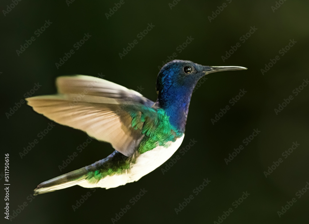 Fototapeta premium A male White-necked jacobin humming bird Near La Suiza, Costa Rica