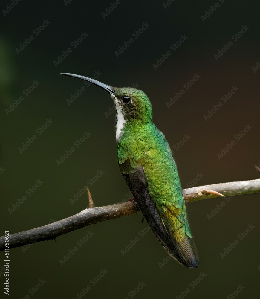 A female White-necked jacobin humming bird Near La Suiza, Costa Rica A female White-necked jacobin humming bird Near La Suiza, Costa Rica