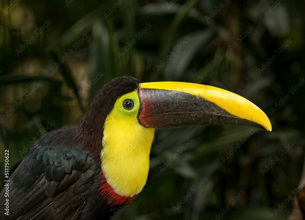 Fototapeta premium A Yellow-throated toucan in a wildlife area near San Miguel, Costa Rica