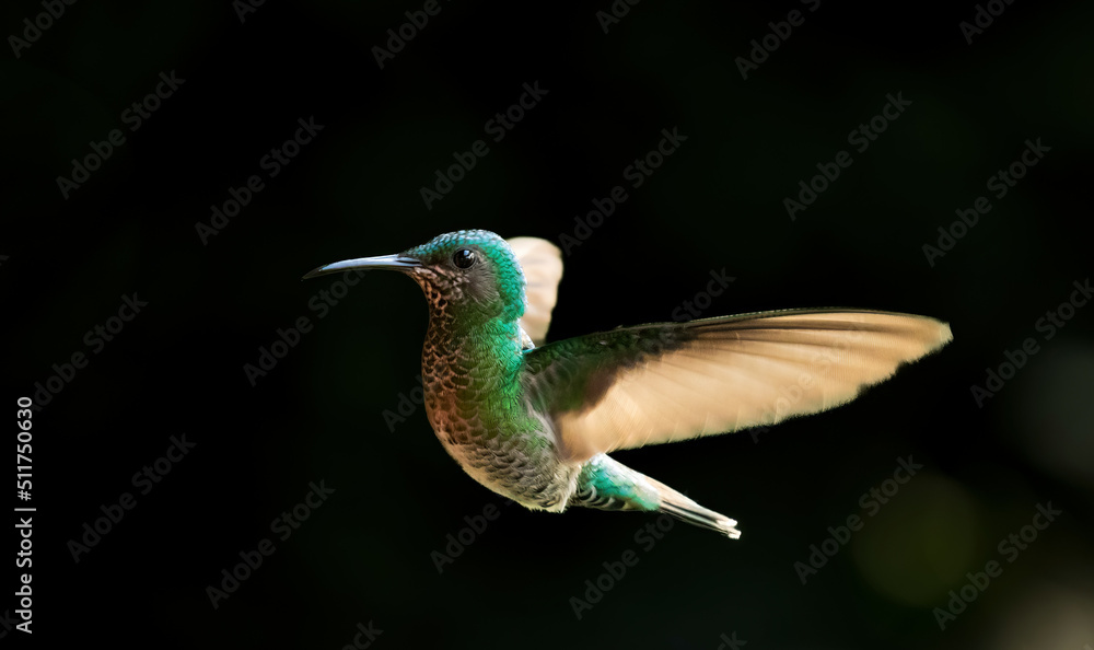 Obraz premium A female White-necked jacobin humming bird in a rainforest near La Suiza, Costa Rica