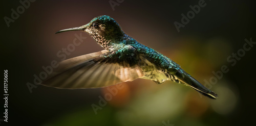 A female White-necked jacobin hummingbird with wings extended near La Suiza, Costa Rica photo