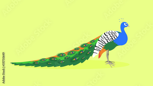 Male peacock with long feather