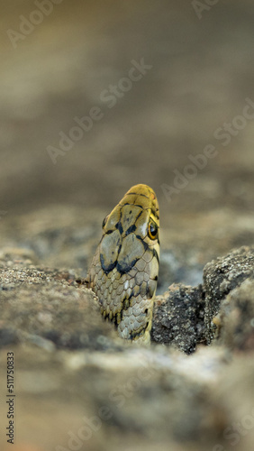 Fotografija buff striped keelback snake looking through a hole
