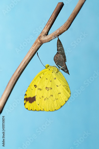 One spotted yellow grass butterfly also called Eurema andersonii in beautiful background