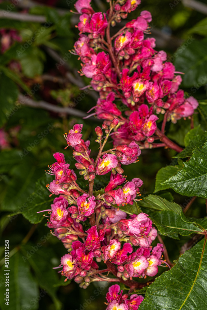 Red Chestnut Flowers (Aesculus spec.) in Spring