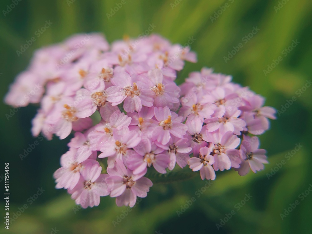 Achillea millefolium or common yarrow flowering plant macro photo. Medicinal plant or herb close-up photography. Wild flower background Achillea millefolium or common yarrow flowering plant macro photo. Medicinal plant or herb close-up photography. Wild flower background