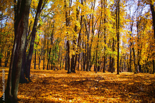 Beautiful autumn forest in the National Park Samarskaya Luka, Russia
