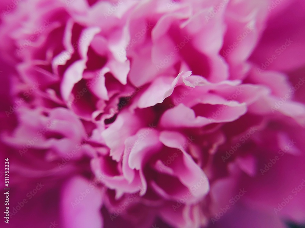 Blooming bright pink peony flower, close-up. Natural texture, background. Spring and summer seasons, gardening, landscaping, floral design, bouquet, perfume, botany concepts