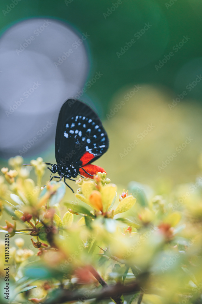 Fototapeta premium butterfly on flower atala biological species visual matches caterpillars