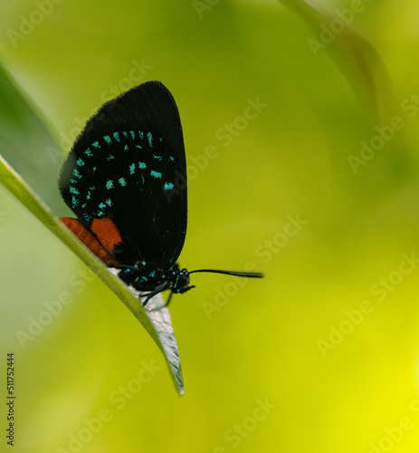 butterfly on leaf  atala biological species visual matches  photo