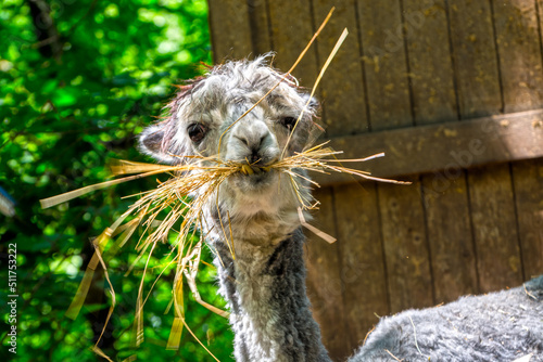 An alpaca female is eating hay in a zoo photo